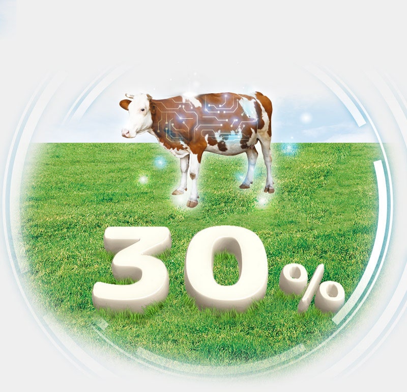 世界僅約30%純種A2牛